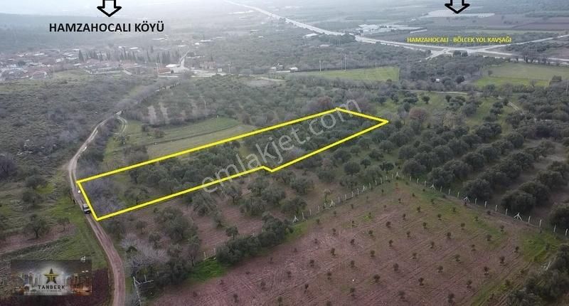 Kınık Hamzahocalı Satılık Zeytinlik TANBERK DEN SATILIK ZEYTİNLİK 4385 M2 KÖYE 260 METRE MESAFEDE