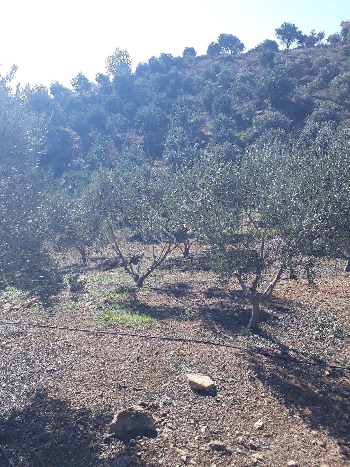 Seferihisar Orhanlıda 7500m2 12yılık Bakımlı Zeytinlik - Görsel 10