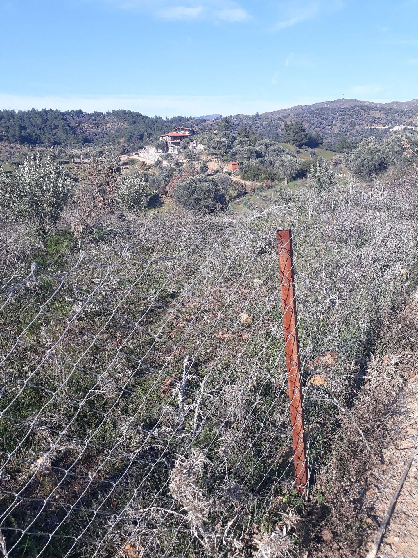 Seferihisar Orhanlıda 7500m2 12yılık Bakımlı Zeytinlik - Görsel 18