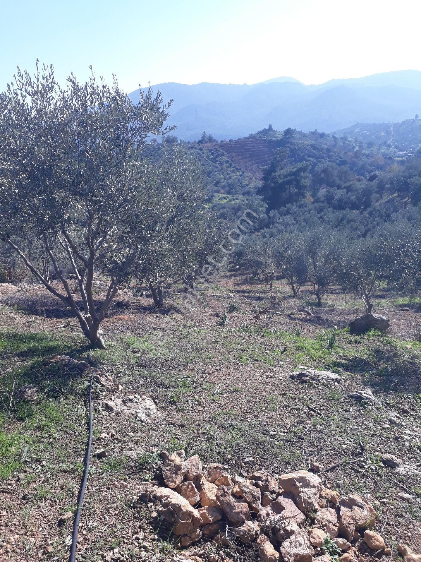 Seferihisar Orhanlıda 7500m2 12yılık Bakımlı Zeytinlik - Görsel 9