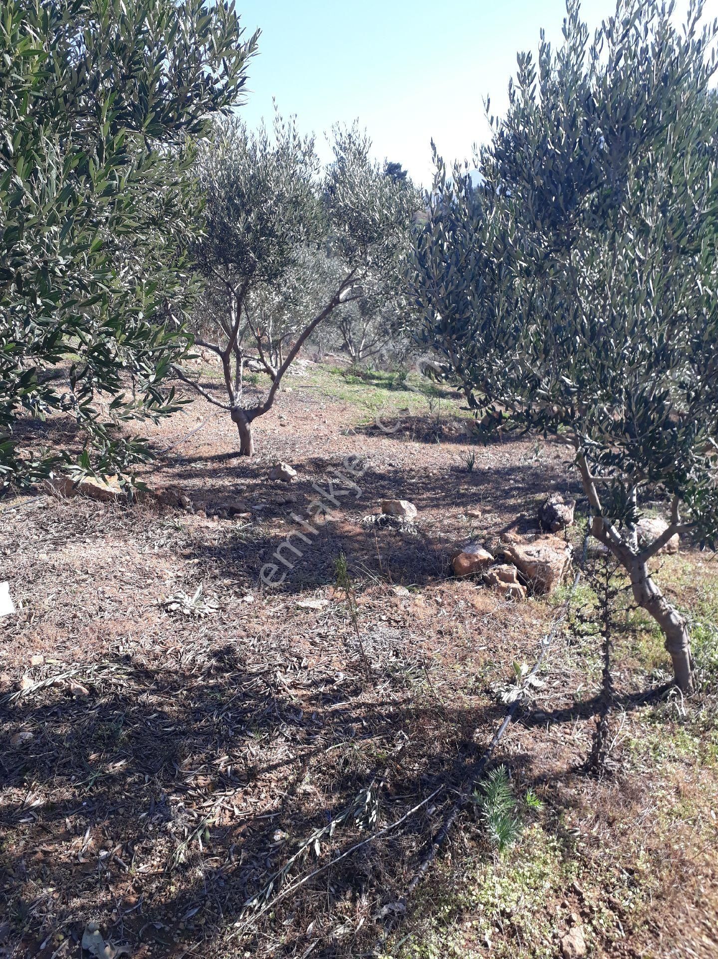 Seferihisar Orhanlıda 7500m2 12yılık Bakımlı Zeytinlik - Görsel 2