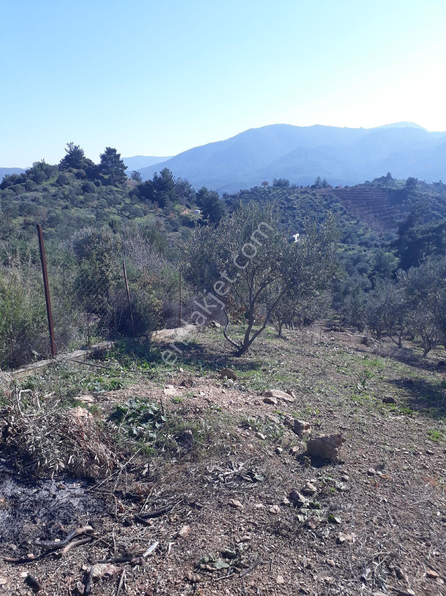 Seferihisar Orhanlıda 7500m2 12yılık Bakımlı Zeytinlik - Görsel 13