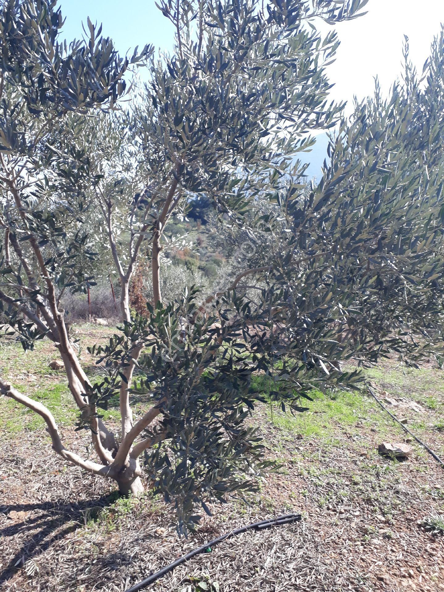 Seferihisar Orhanlıda 7500m2 12yılık Bakımlı Zeytinlik - Görsel 11