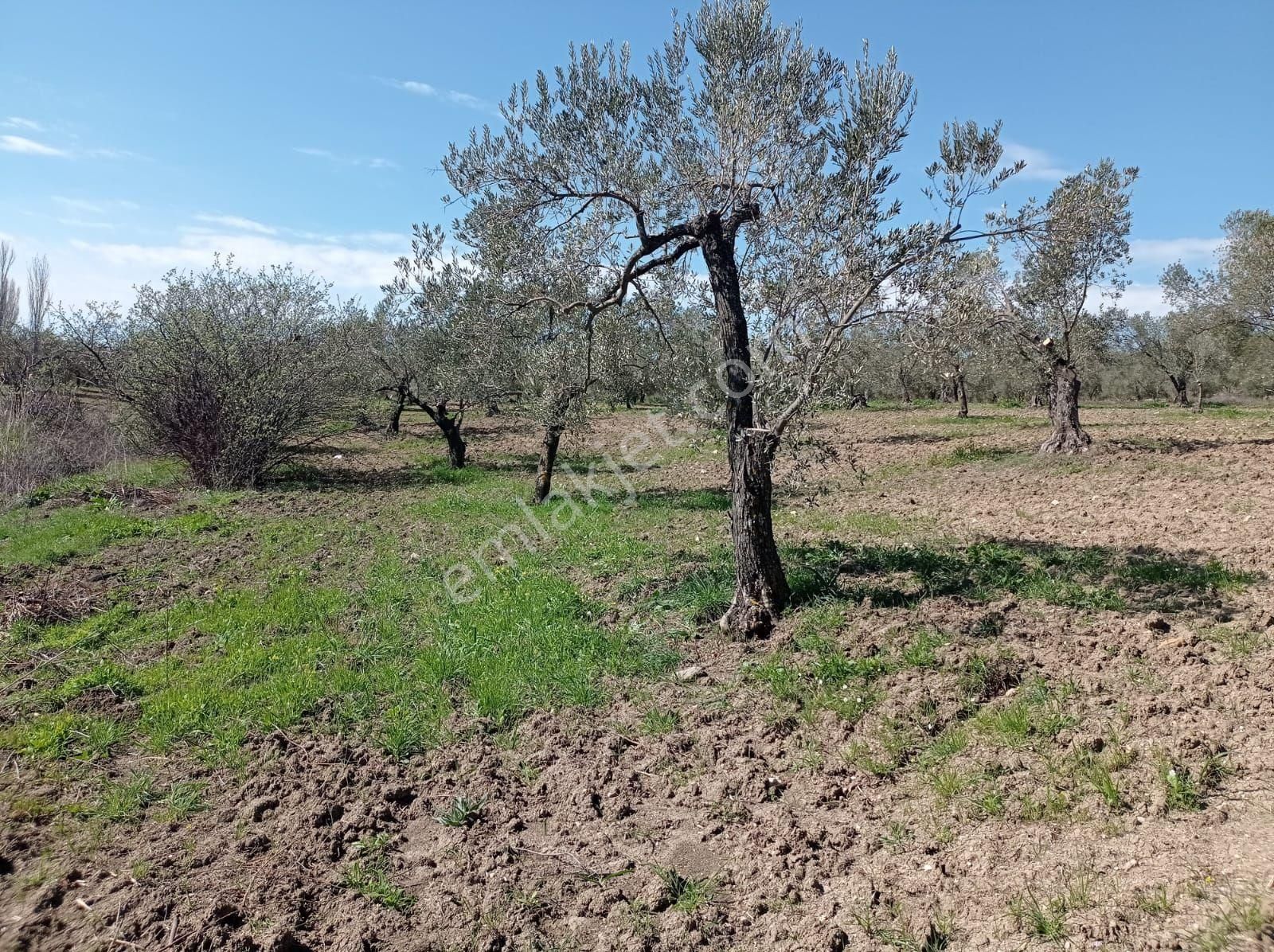 Bergama Bozyerlerde İmara Sıfır Zeytinlik - Görsel 21