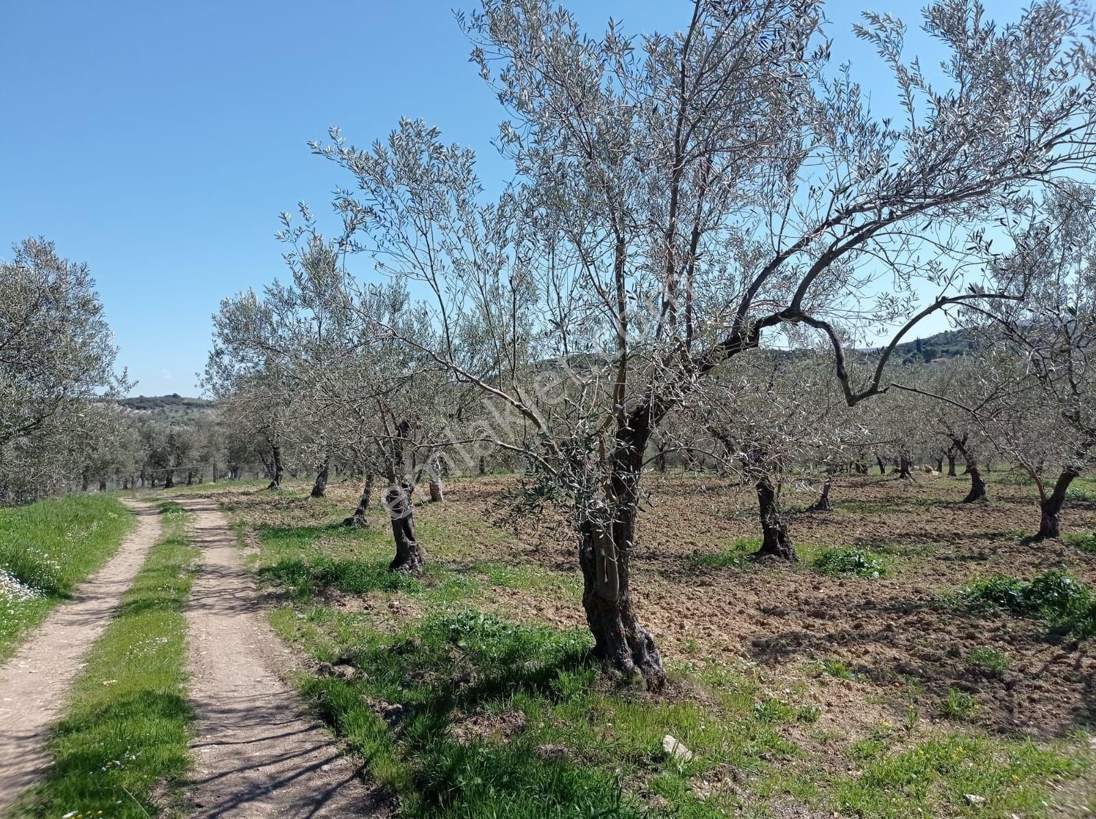 Bergama Bozyerlerde İmara Sıfır Zeytinlik - Görsel 7