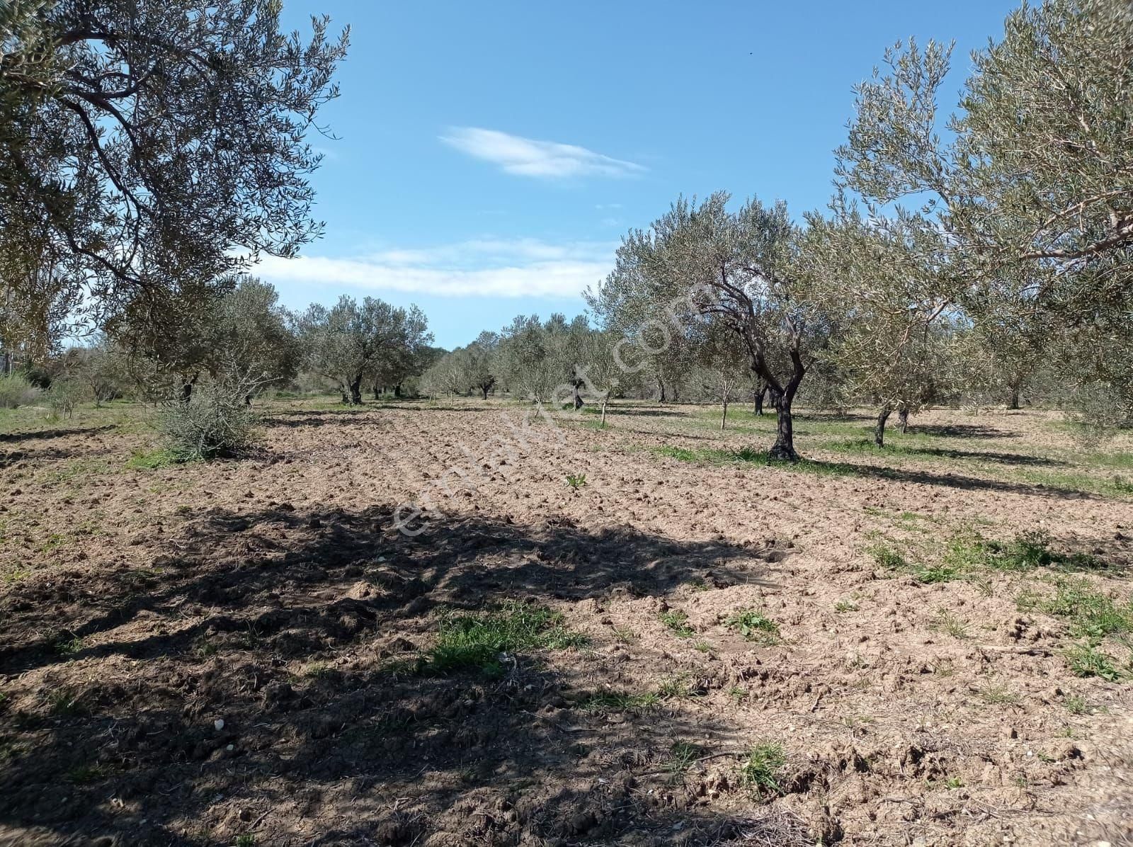 Bergama Bozyerlerde İmara Sıfır Zeytinlik - Görsel 3