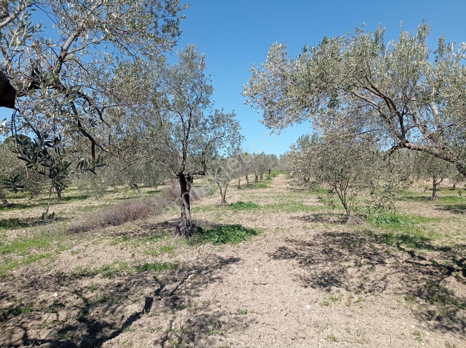 Bergama Bozyerlerde İmara Sıfır Zeytinlik - Görsel 10