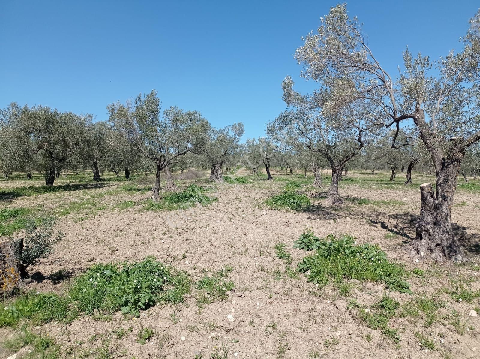 Bergama Bozyerlerde İmara Sıfır Zeytinlik - Görsel 14