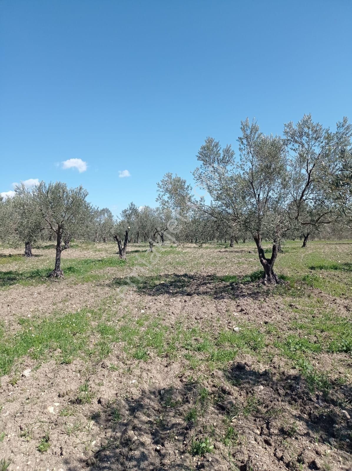 Bergama Bozyerlerde İmara Sıfır Zeytinlik - Görsel 12