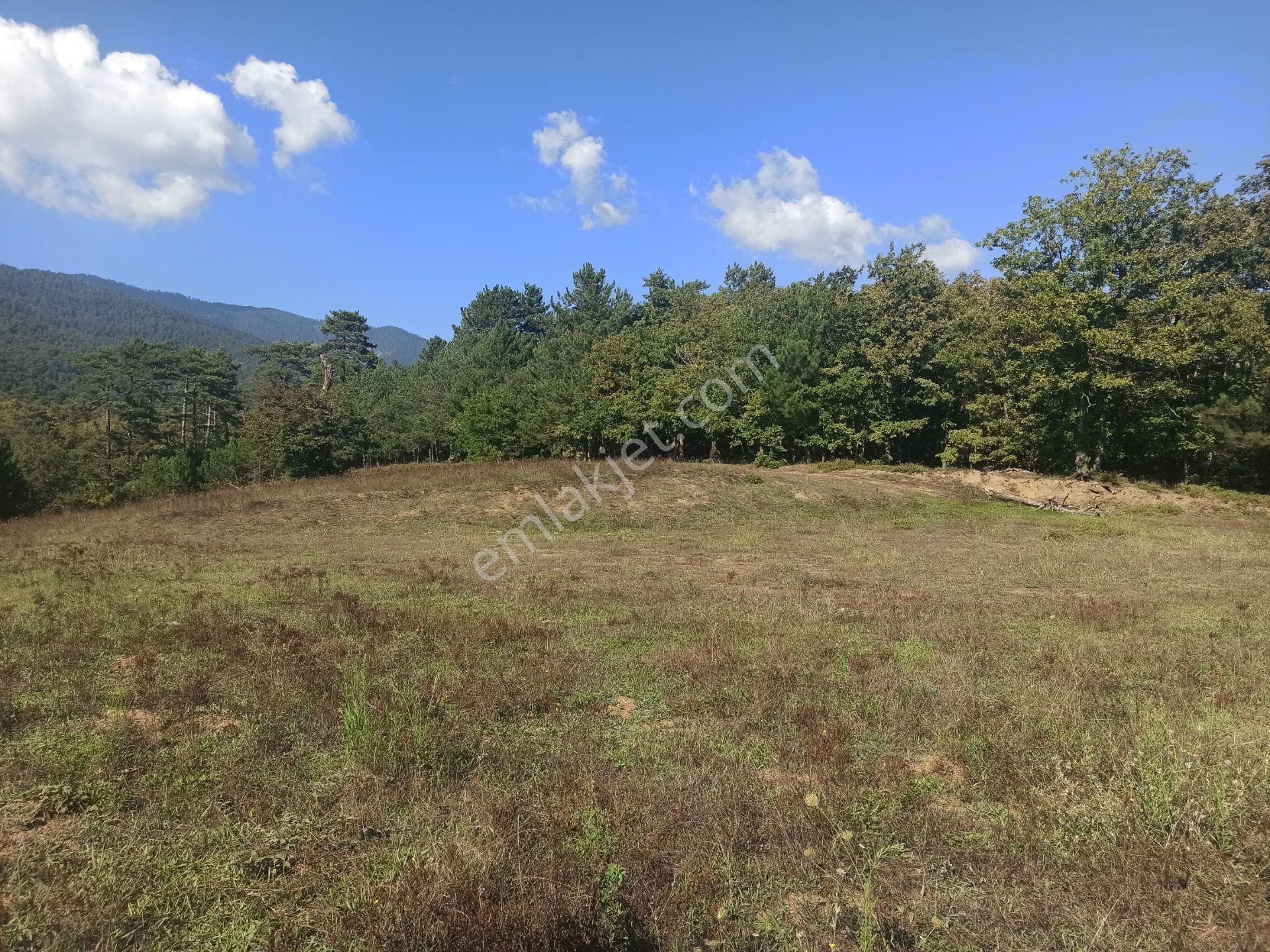Doğa İçinde Yatırım Fırsatı: Bolu Bekdemirler Köyünde 5700 M² Arsa!