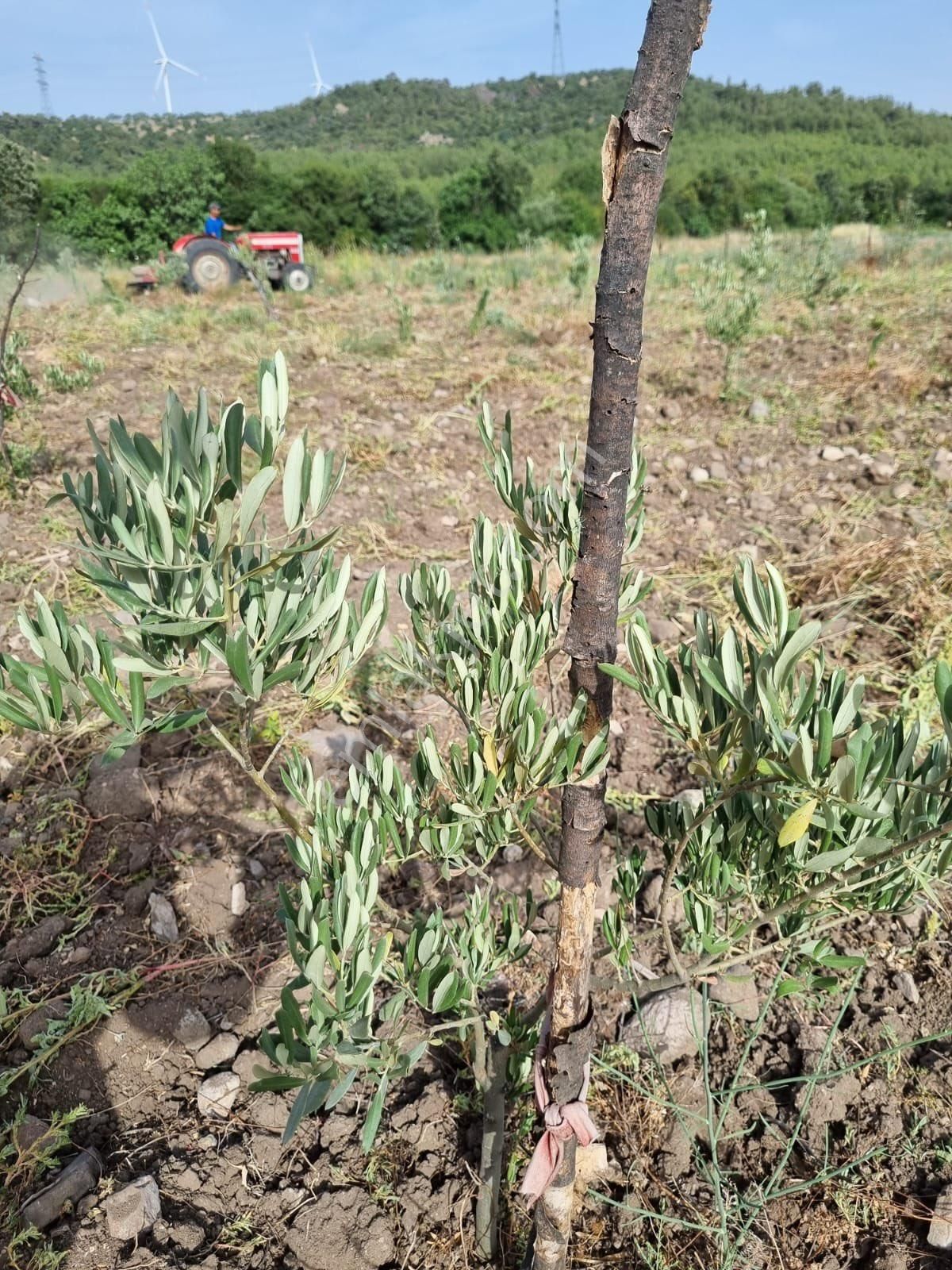 Bergama Koyuneli Satılık Tarla Bergama-Koyuneli Mahallesinde SATILIK ZEYTİNLİK