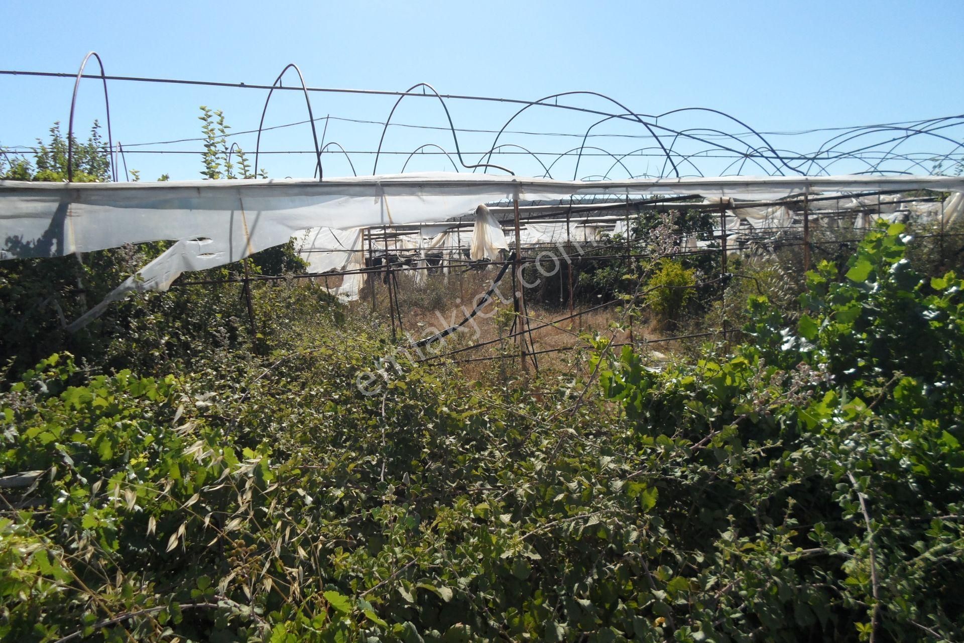 Egeturemlaktan Seferihisar Düzceden .12.600.dünüm Acilen Satılık Tarla - Görsel 16