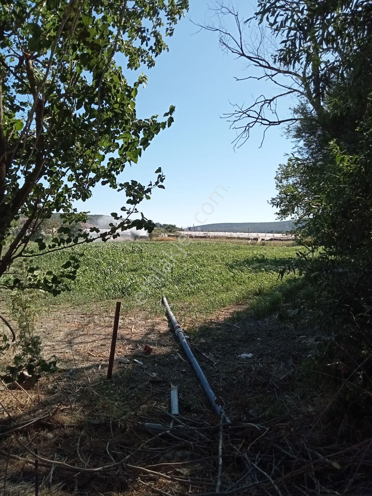 Egeturemlaktan Seferihisar Düzceden .12.600.dünüm Acilen Satılık Tarla - Görsel 31