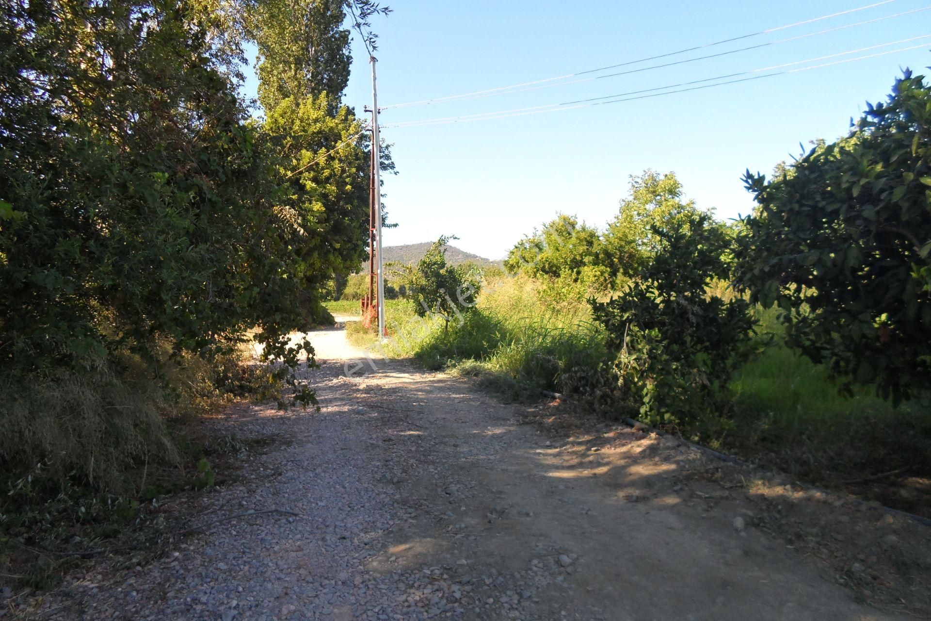 Egeturemlaktan Seferihisar Düzceden .12.600.dünüm Acilen Satılık Tarla - Görsel 2