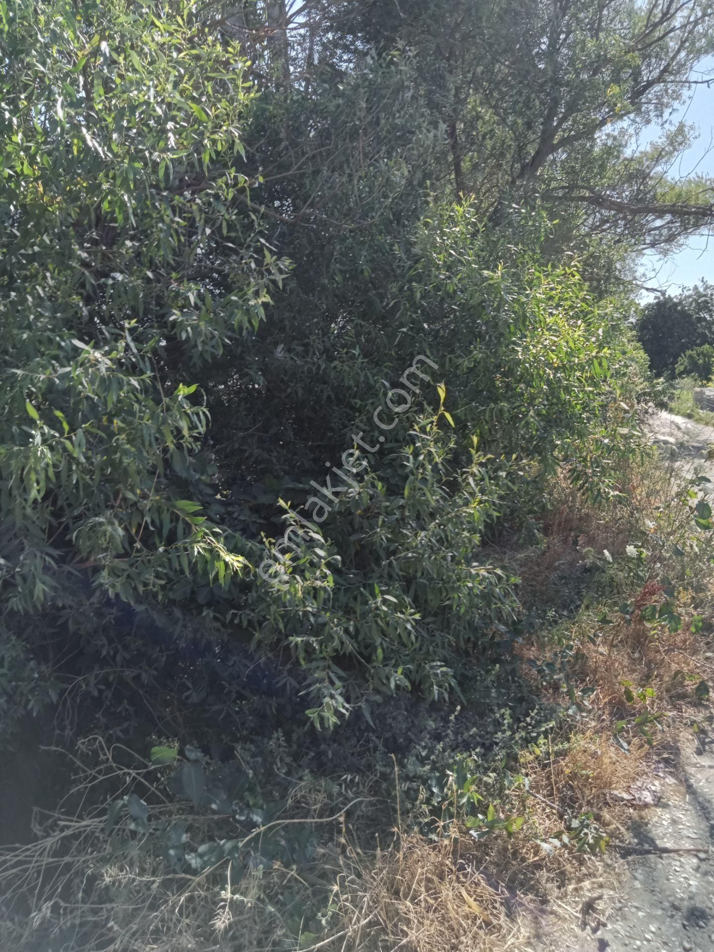 Egeturemlaktan Seferihisar Düzceden .12.600.dünüm Acilen Satılık Tarla - Görsel 30