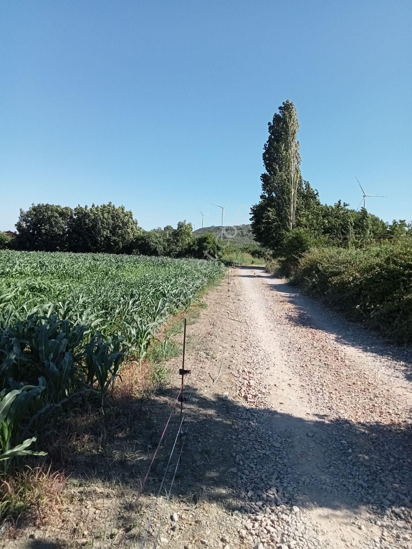 Egeturemlaktan Seferihisar Düzceden .12.600.dünüm Acilen Satılık Tarla - Görsel 27