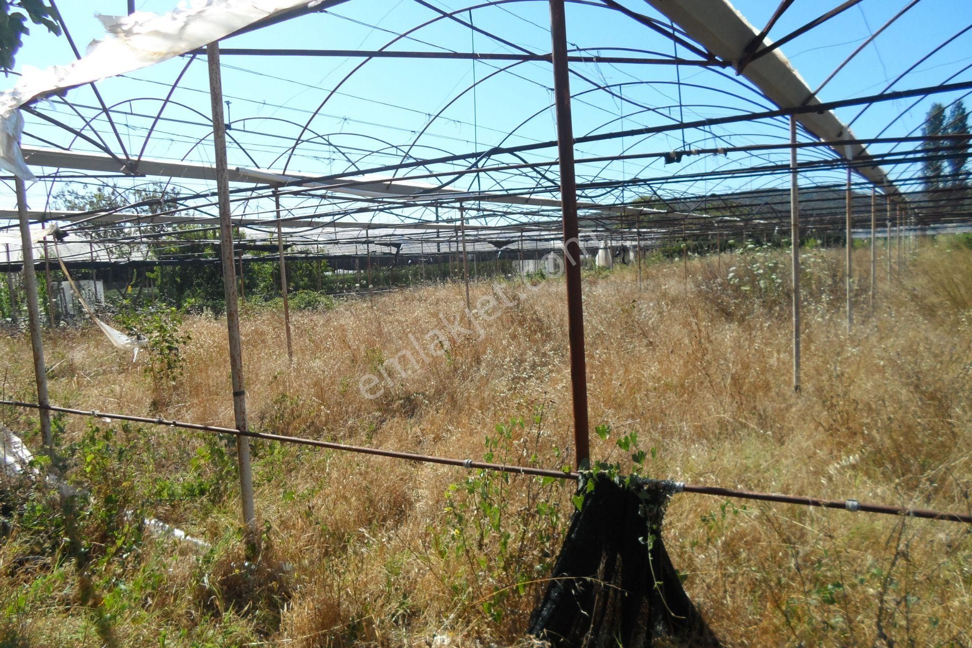 Egeturemlaktan Seferihisar Düzceden .12.600.dünüm Acilen Satılık Tarla - Görsel 3