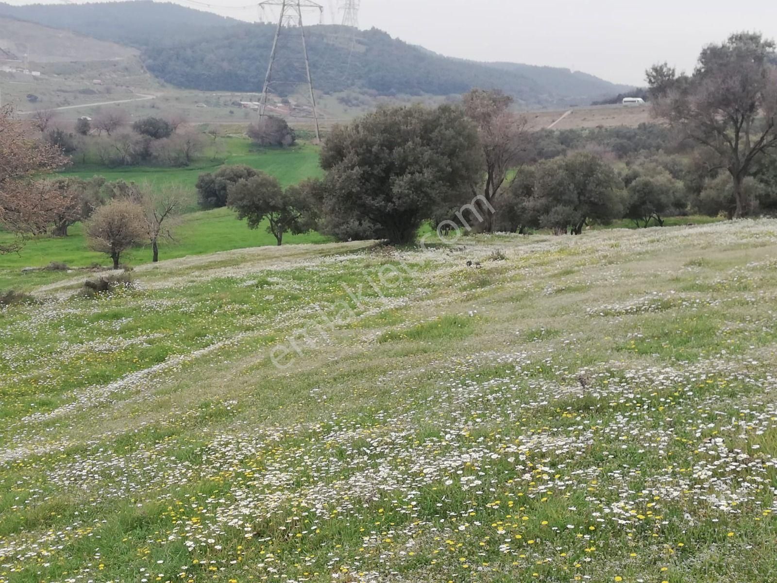 Aliağa Horozgediği Satılık Tarla  ONYIL GAYRİMENUL Fabrika ve depolama alanı satılık tarla