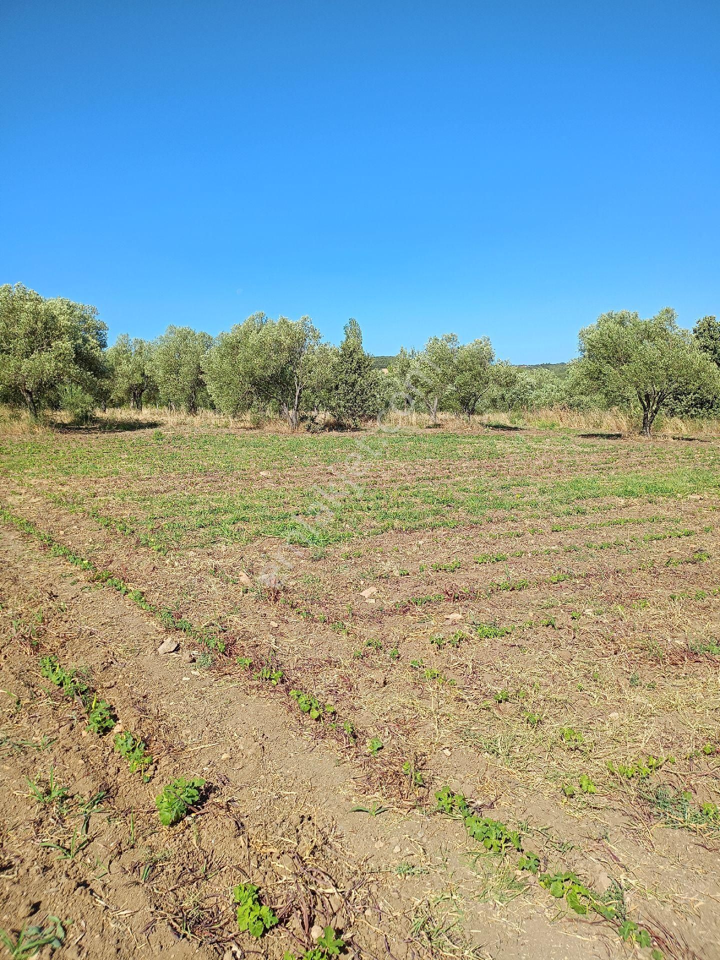 Koyuneli Mahallesi / Satılık Zeytinlik / Düz Arazi / Müstakil Tapu / 6050 M2 - Görsel 9