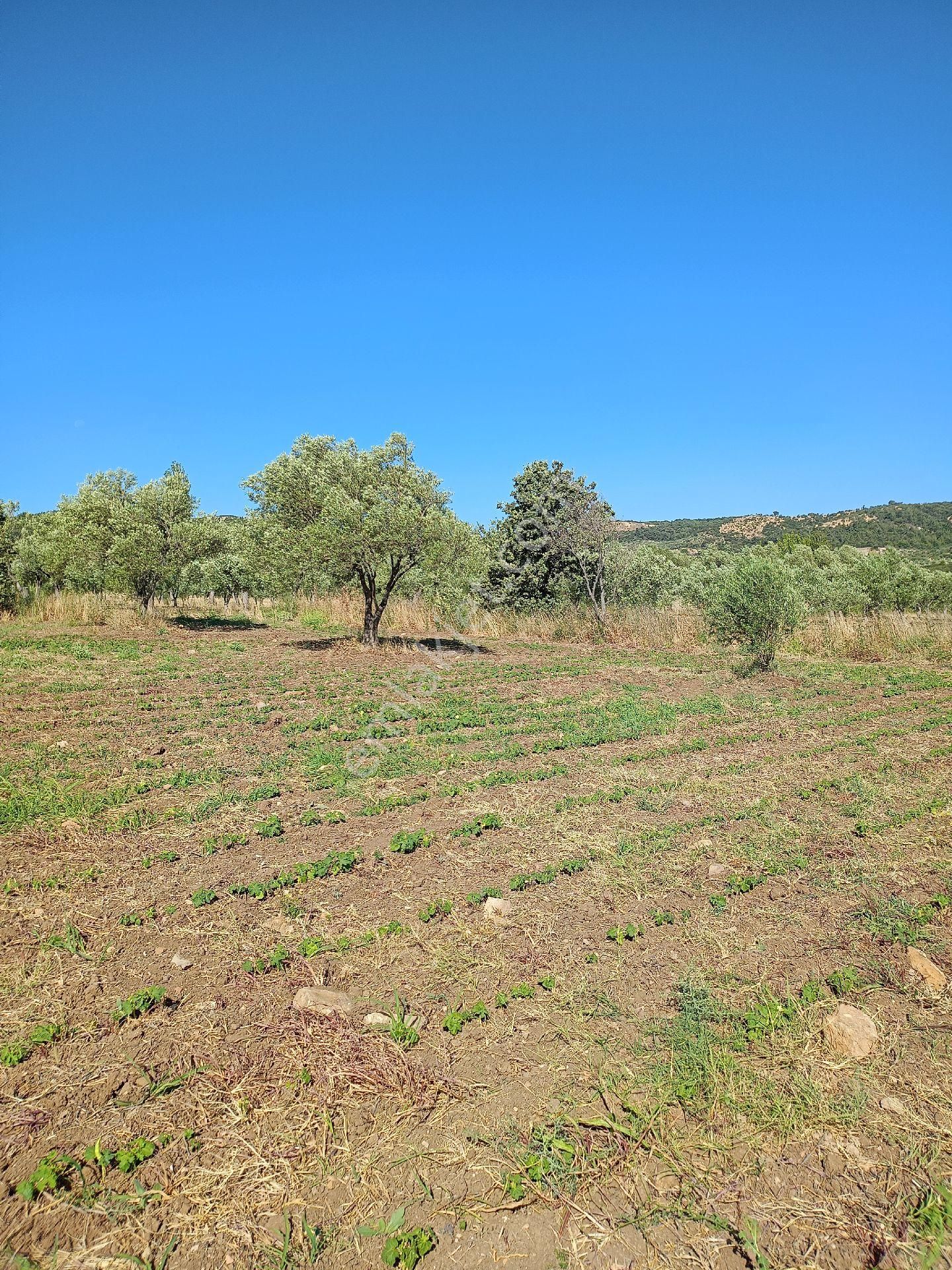 Koyuneli Mahallesi / Satılık Zeytinlik / Düz Arazi / Müstakil Tapu / 6050 M2 - Görsel 7