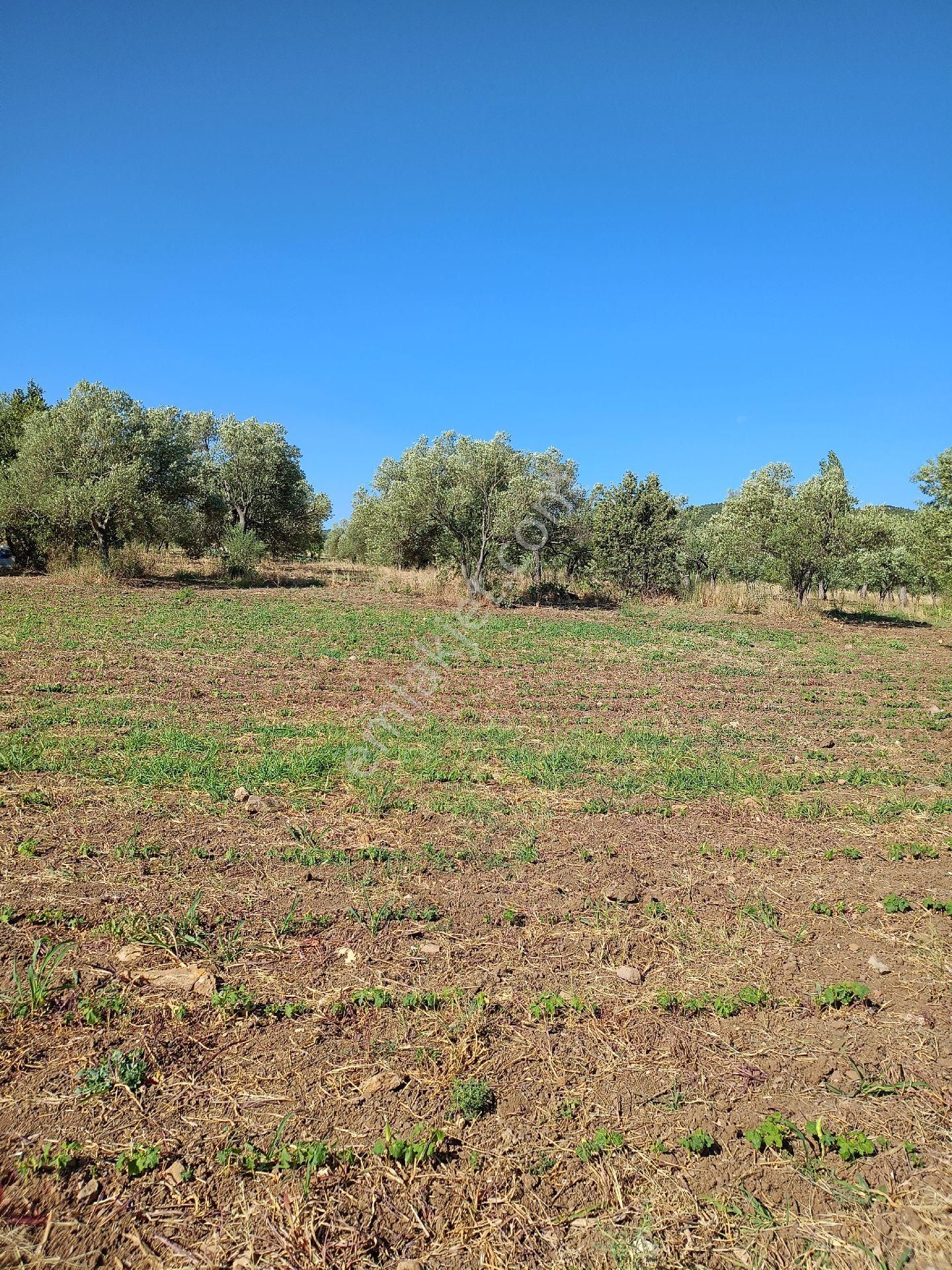 Koyuneli Mahallesi / Satılık Zeytinlik / Düz Arazi / Müstakil Tapu / 6050 M2 - Görsel 6