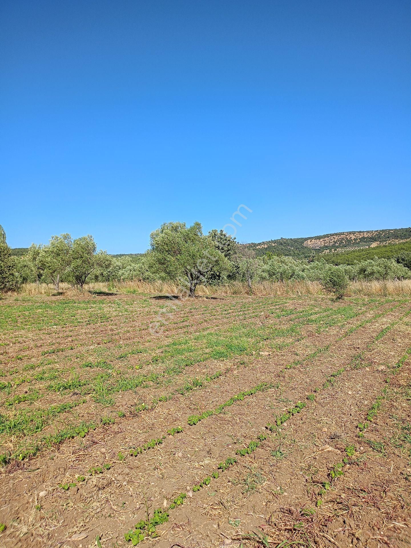 Koyuneli Mahallesi / Satılık Zeytinlik / Düz Arazi / Müstakil Tapu / 6050 M2 - Görsel 2