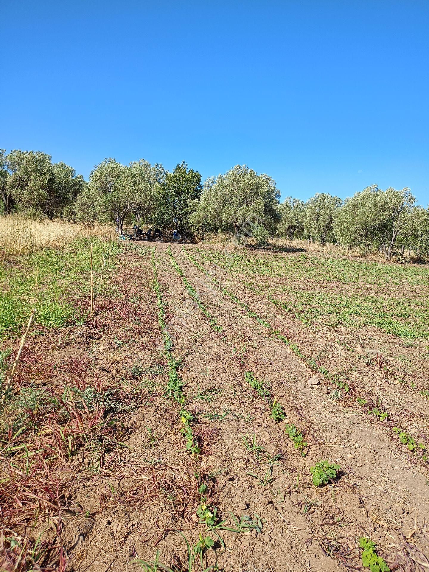 Koyuneli Mahallesi / Satılık Zeytinlik / Düz Arazi / Müstakil Tapu / 6050 M2 - Görsel 10