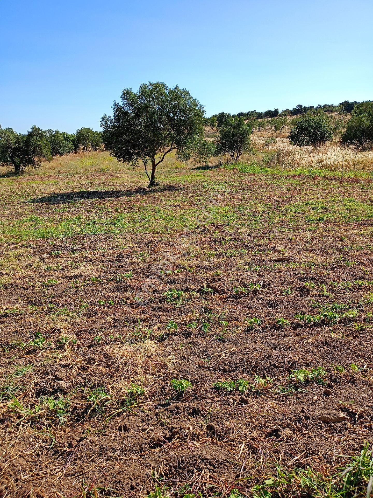 Koyuneli Mahallesi / Satılık Zeytinlik / Düz Arazi / Müstakil Tapu / 6050 M2 - Görsel 5