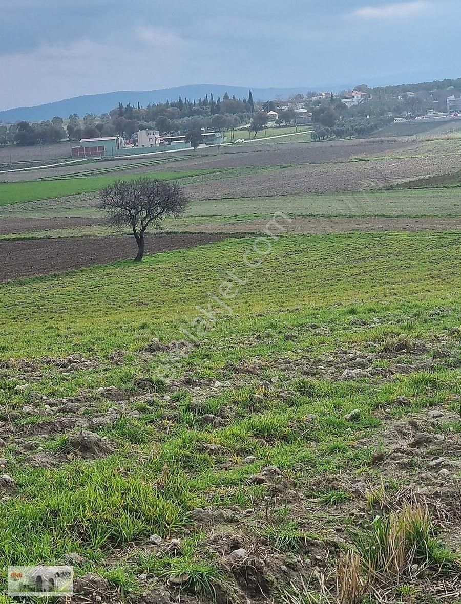 Çanakkale Han Emlak Otomotivden Tevfikiye Köyünde 6572 M2 Tarla - Görsel 6