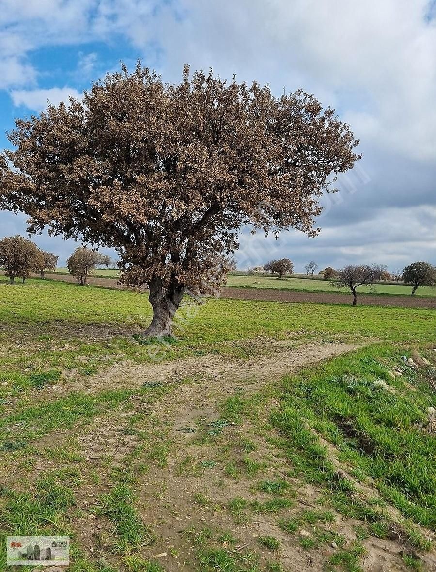 Çanakkale Han Emlak Otomotivden Tevfikiye Köyünde 6572 M2 Tarla - Görsel 17