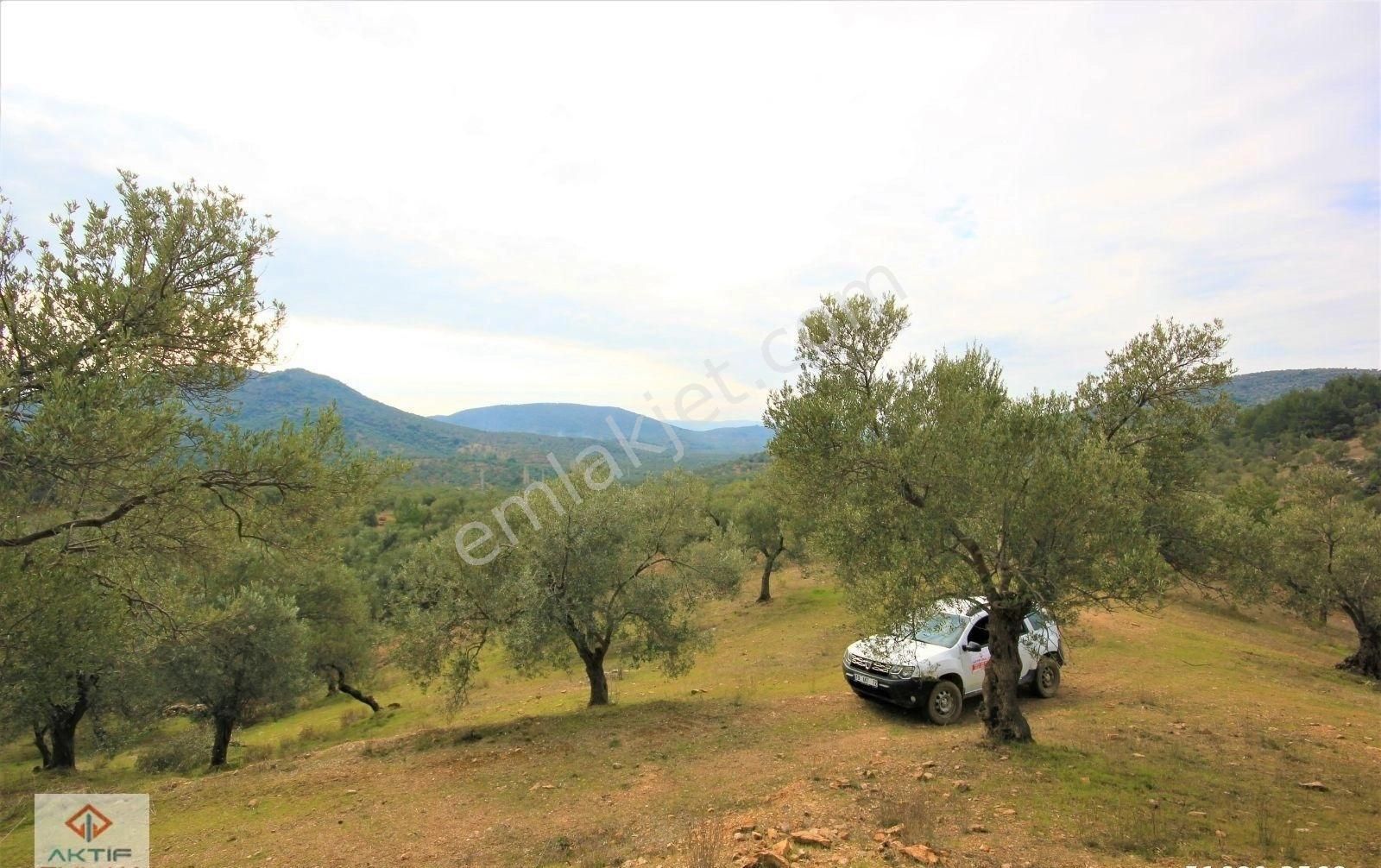 Burhaniye Pelitköy Satılık Zeytinlik  🟩AKTİF'TEN BURHANİYE PELİTKÖY'DE SATILIK KADASTRO YOLA CEPHE 22 DÖNÜM ZEYTİNLİK🌳🌳