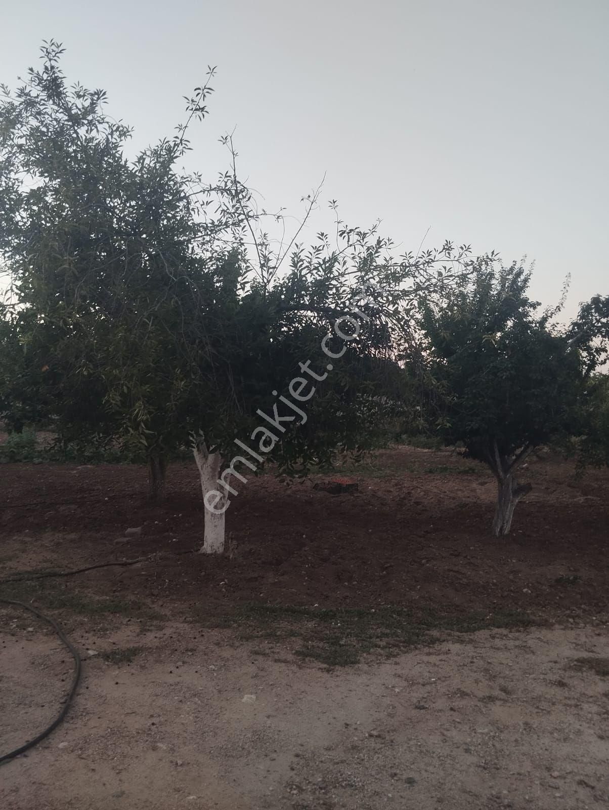 Kırıkkale Hacılarda Satılık Bahçeler - Görsel 30