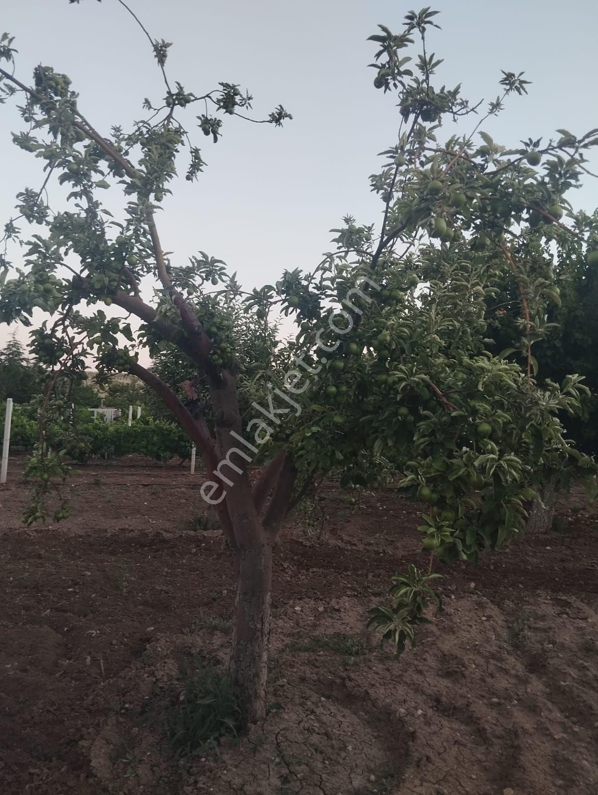 Kırıkkale Hacılarda Satılık Bahçeler - Görsel 18