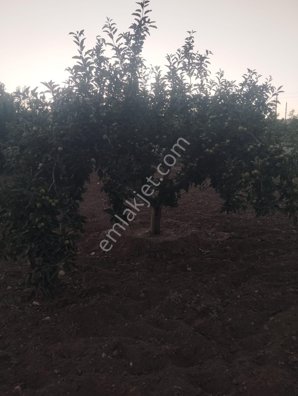 Kırıkkale Hacılarda Satılık Bahçeler - Görsel 14