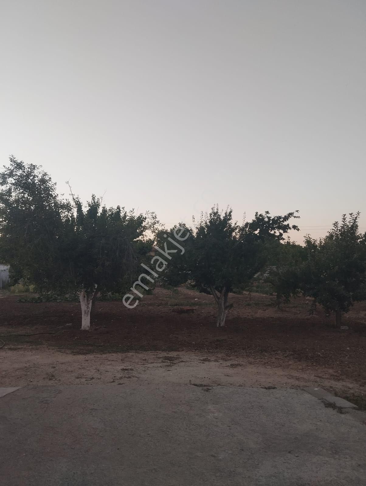 Kırıkkale Hacılarda Satılık Bahçeler - Görsel 27