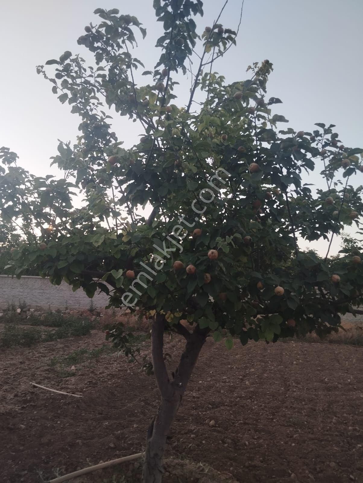 Kırıkkale Hacılarda Satılık Bahçeler - Görsel 19