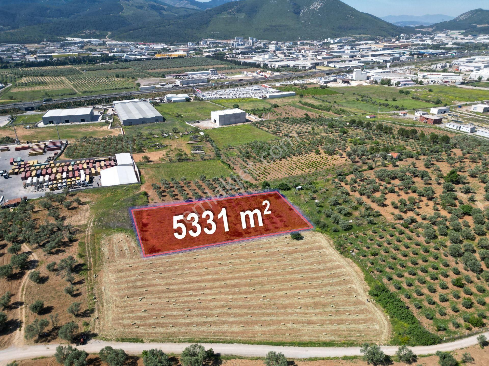Kemalpaşa Ulucak İstiklal 'de Ticari İmar Sınırında 5331 M² Yatırımlık Zeytinlik