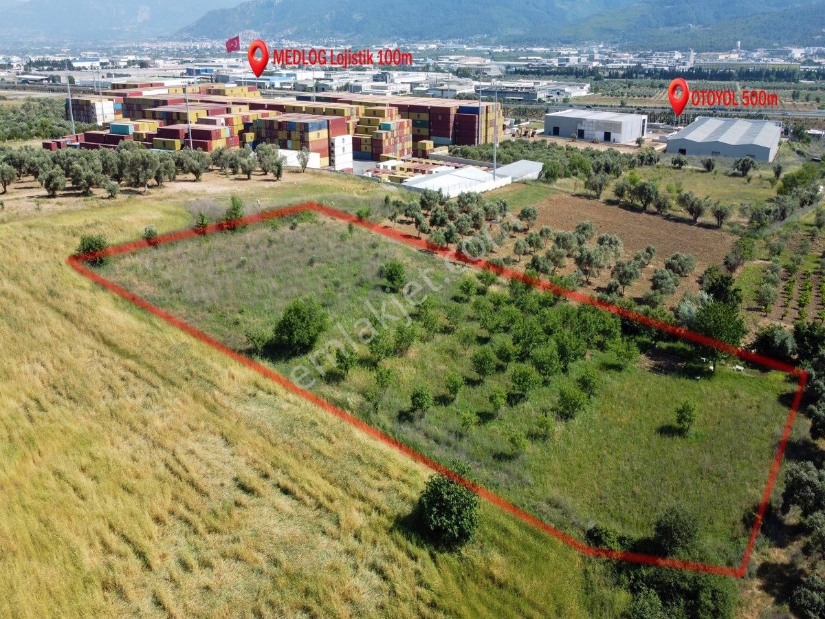 Kemalpaşa Ulucak İstiklal Satılık Zeytinlik İzmir Kemalpaşa da OSB Karşısında Otoyola Yakın 5331 M² Yatırım Fırsatı