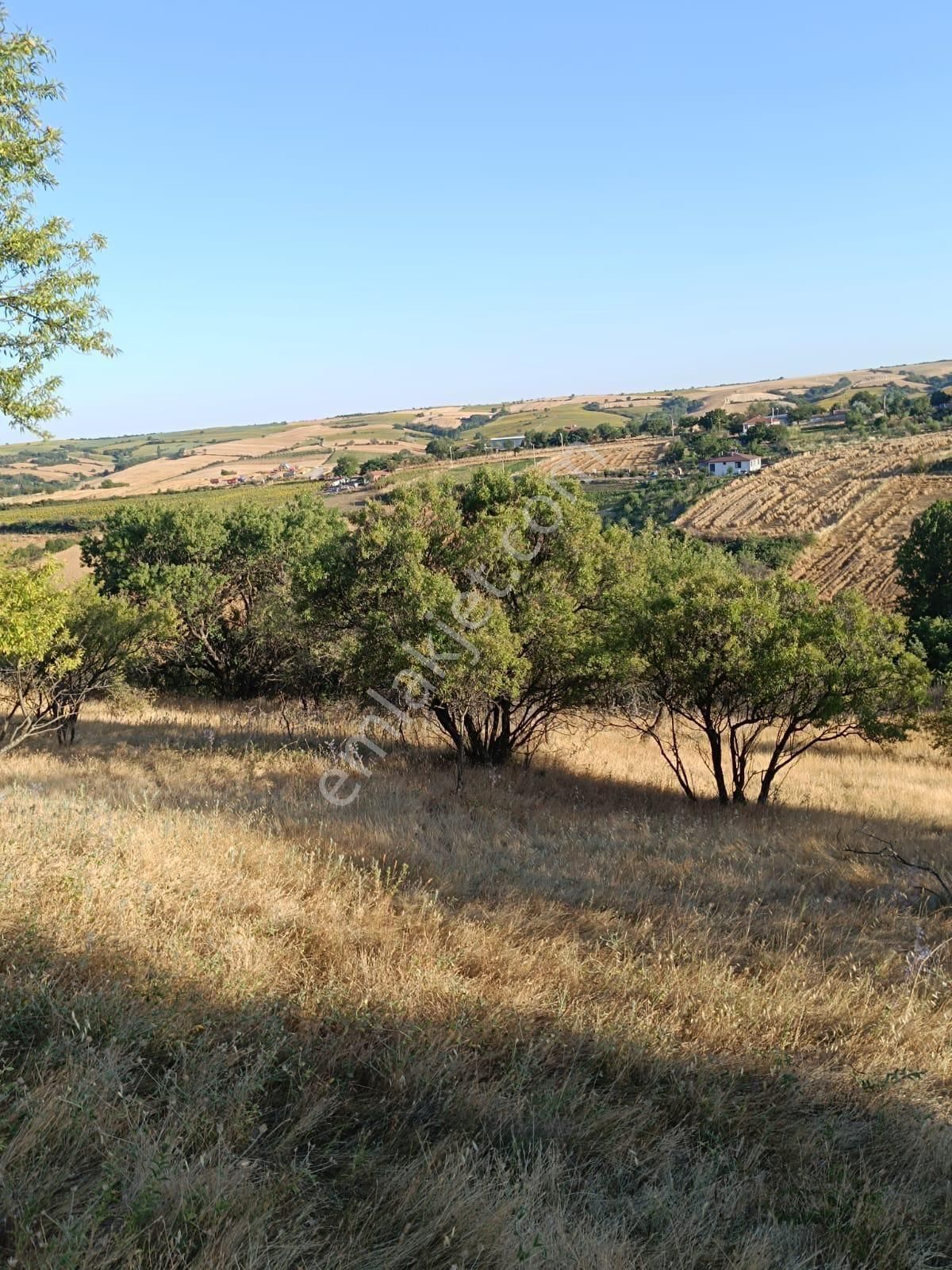 Hayrabolu Aydınlar Satılık Bağ & Bahçe satılık arsa 