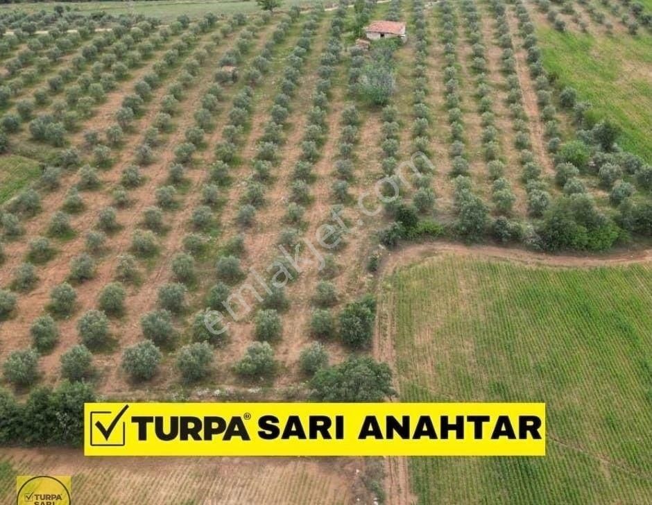 Köprübaşı Gündoğdu Satılık Zeytinlik SALİHLİ KÖPRÜBAŞIN'DA SATILIK 30 DÖNÜM ZEYTİNLİK