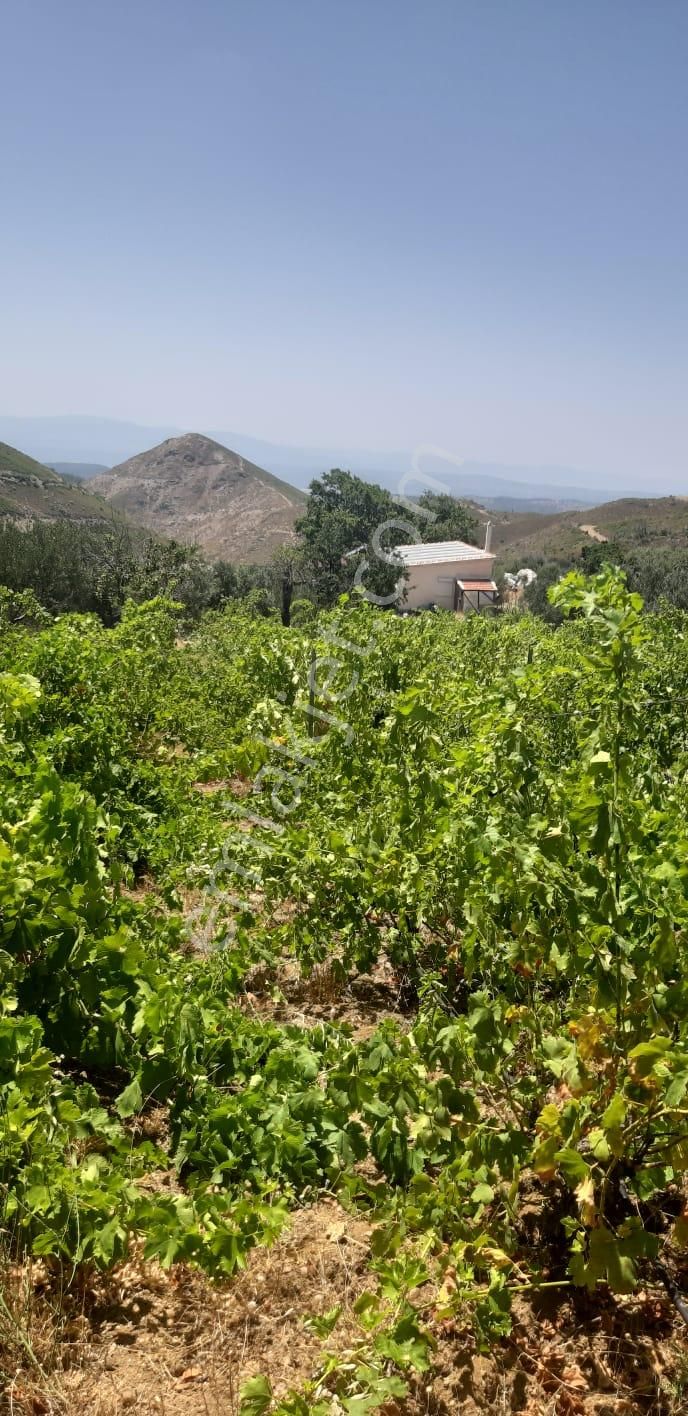 003-organik Sertifikalı Çiftlik - Görsel 20