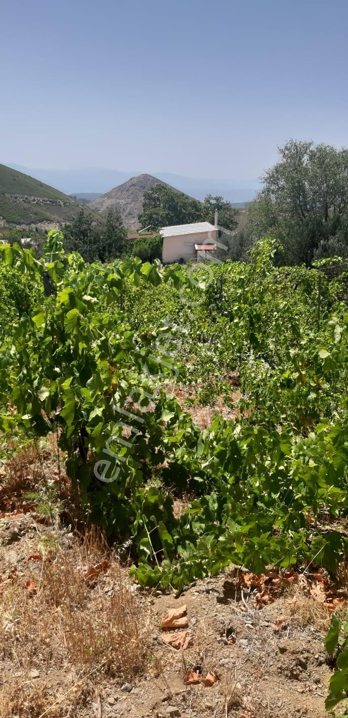 003-organik Sertifikalı Çiftlik - Görsel 18