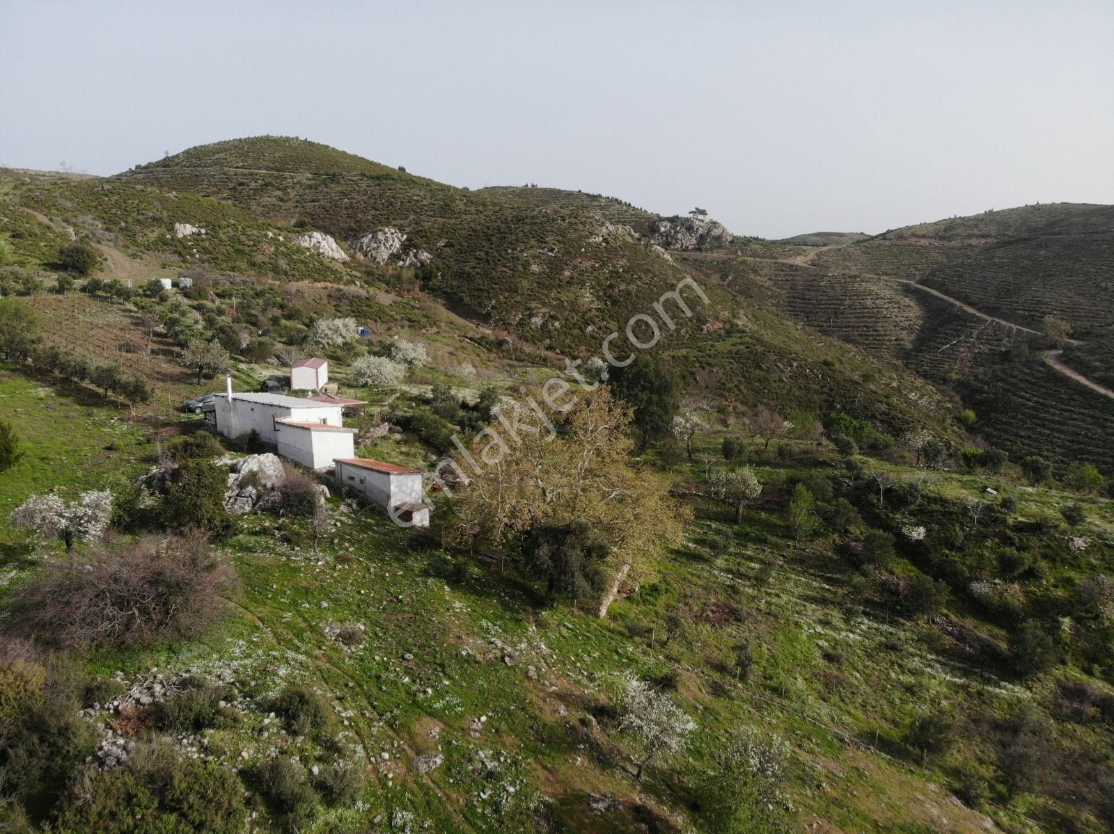 003-organik Sertifikalı Çiftlik - Görsel 2