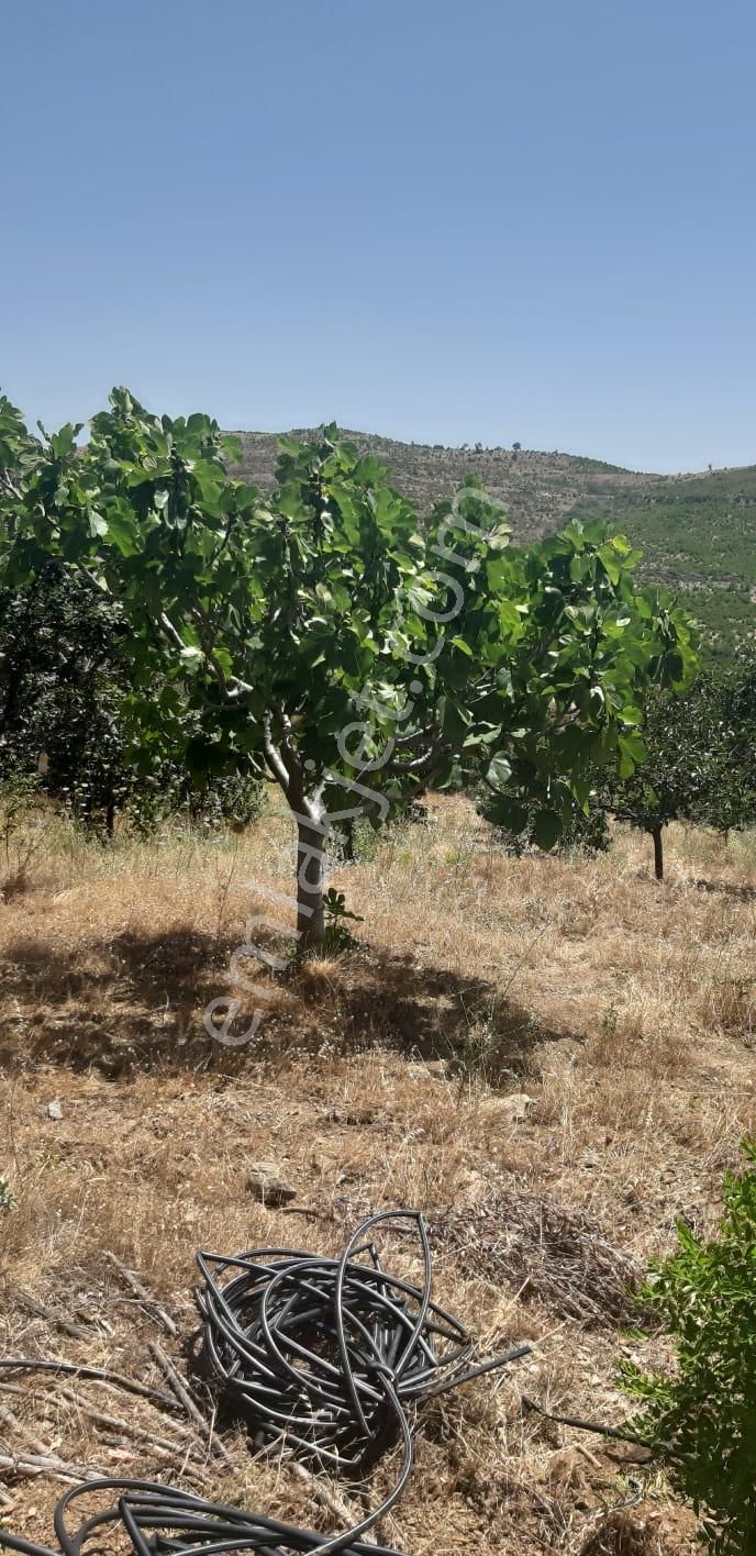 003-organik Sertifikalı Çiftlik - Görsel 23