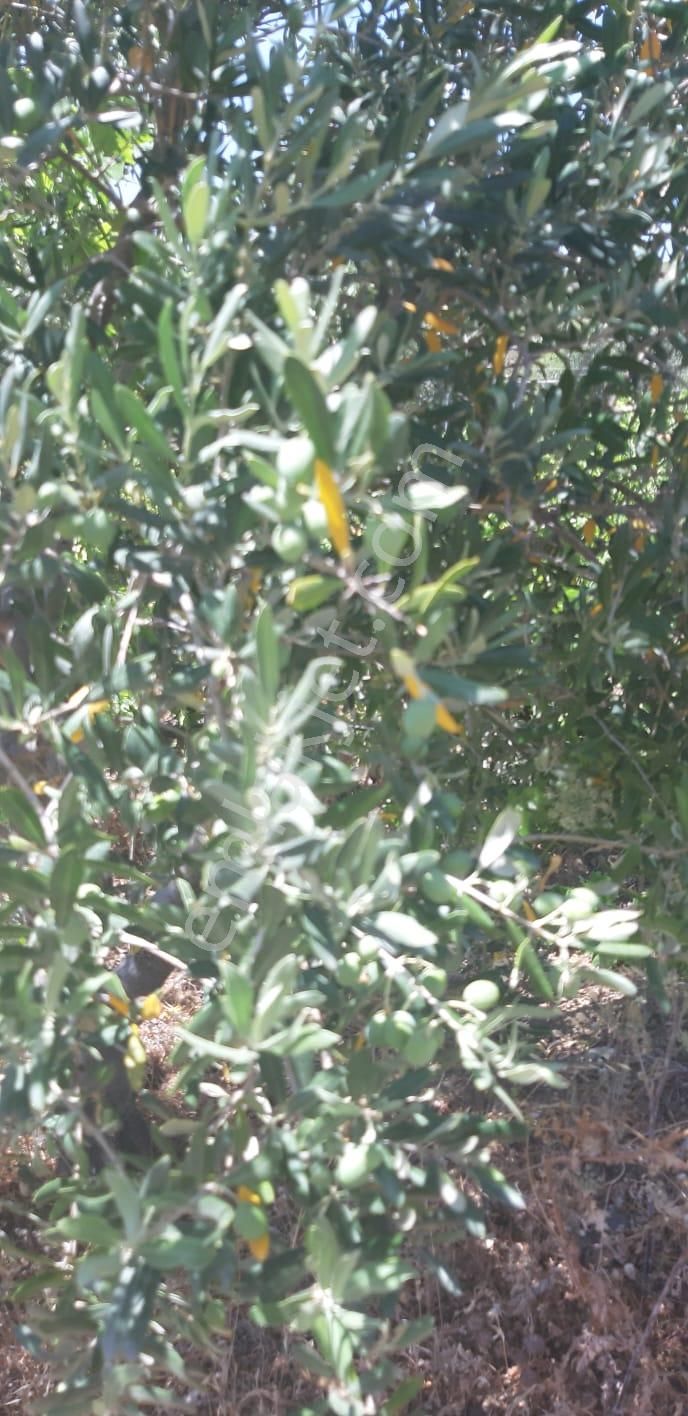 003-organik Sertifikalı Çiftlik - Görsel 21