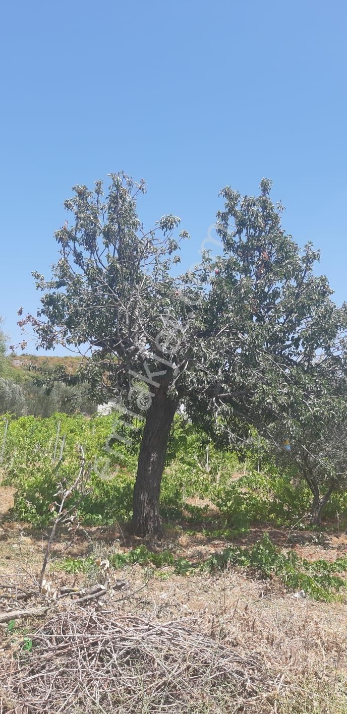 003-organik Sertifikalı Çiftlik - Görsel 24