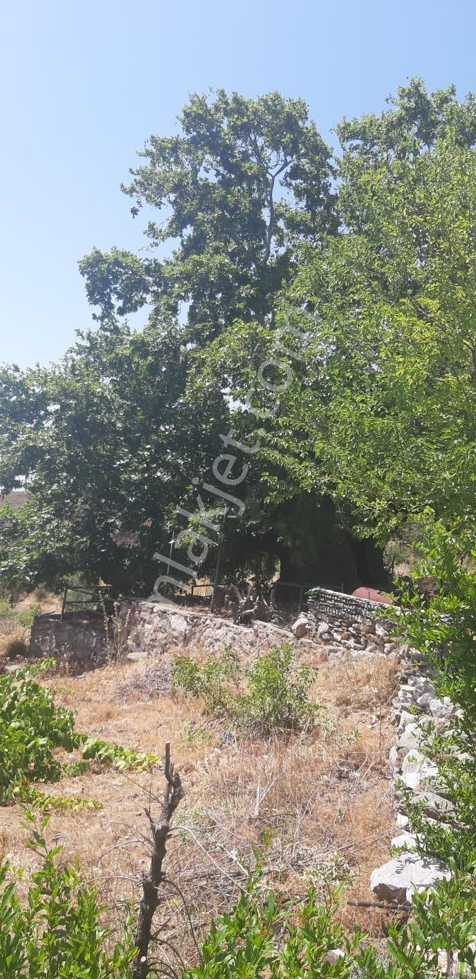 003-organik Sertifikalı Çiftlik - Görsel 29