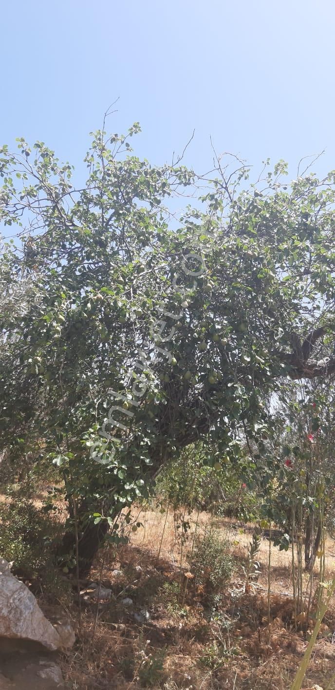 003-organik Sertifikalı Çiftlik - Görsel 27