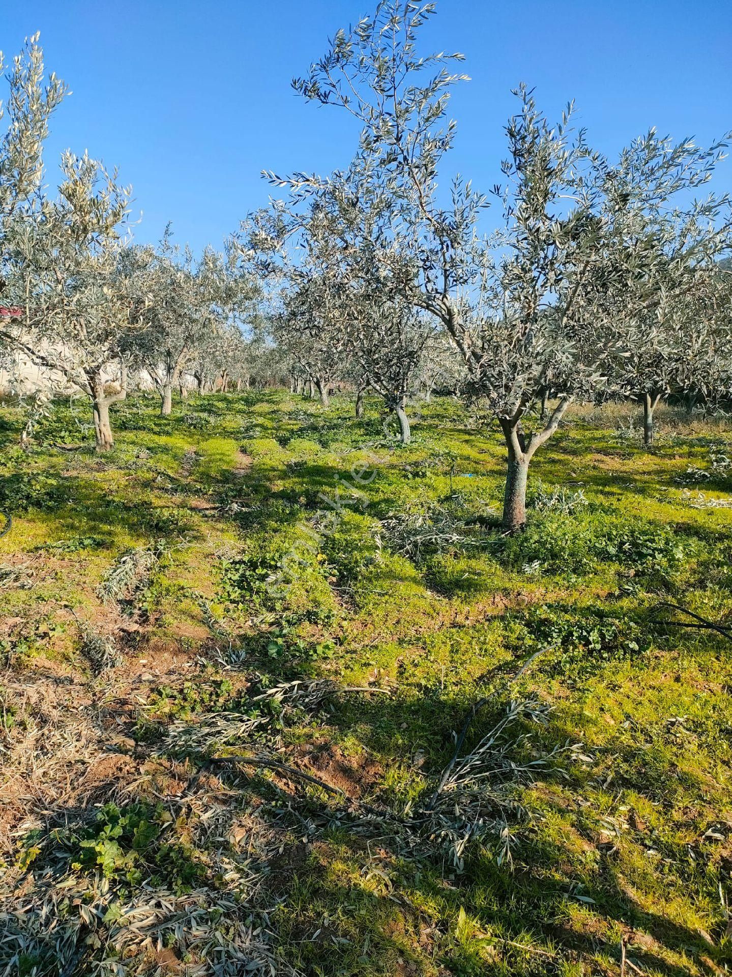 Ödemiş Konaklı Satılık Zeytinlik izmir Ödemiş'te yatırım Amaçlı 2 kat imarlı zeytinlik arsa