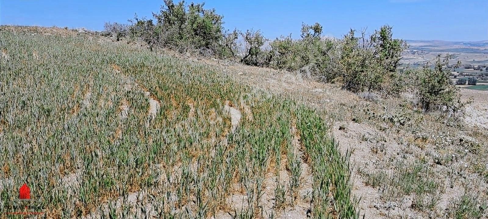 Güneyderede Hatunsaray Yolu Yakını 12700m2 Hesaplı Satılık Tarla - Görsel 12